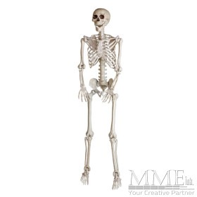 5FT Skeleton