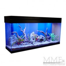 Fish Tank Bar