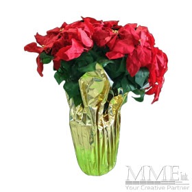 Poinsettia Plant