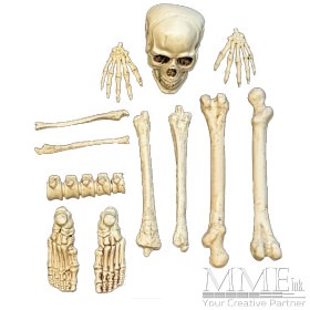 Skeleton Pieces