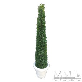 Cypress Tree