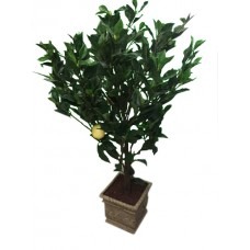 Small Lemon Trees in Planter