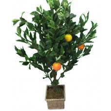 Small Orange Tree in Planter